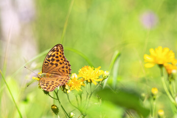 Fototapeta premium Vibrant Silver-washed Fritillary (Argynnis paphia) butterfly is gathering nectar from yellow flowers amidst lush blurred green meadow. Selective focus.