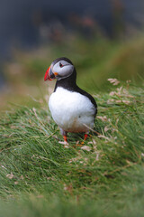atlantic puffin or common puffin