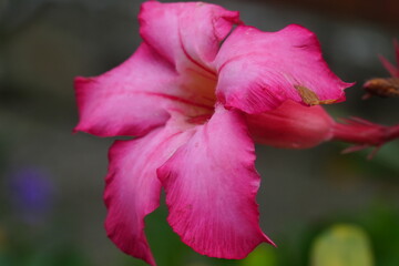 Close up of a Pink Desert Rose Flower Blossom