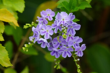 Fototapeta premium Duranta Erecta Flowers Purple Blossom Close Up