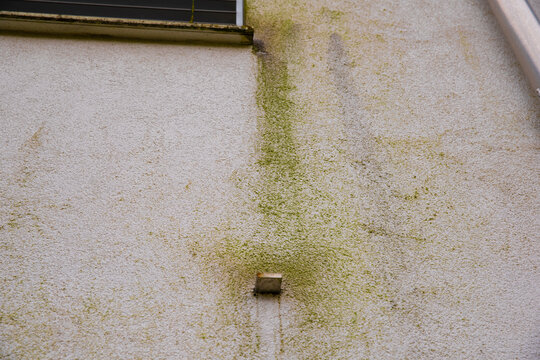House facade is infested with mold and moss