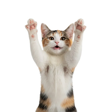 Happy Calico Cat Illustration Celebrating Success