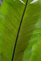 Close Up of a Birds Nest Fern Leaf
