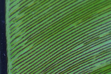 Close Up of a Birds Nest Fern Leaf