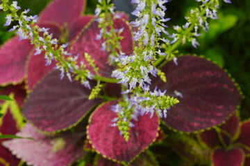 Coleus Plant with Purple Leaves and Flowers