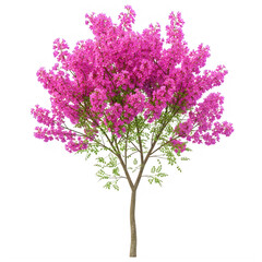 Blooming pink cherry blossom tree in full spring bloom isolated on transparent background