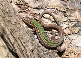 Dalmatian wall lizard on bark of tree, Podarcis sicula