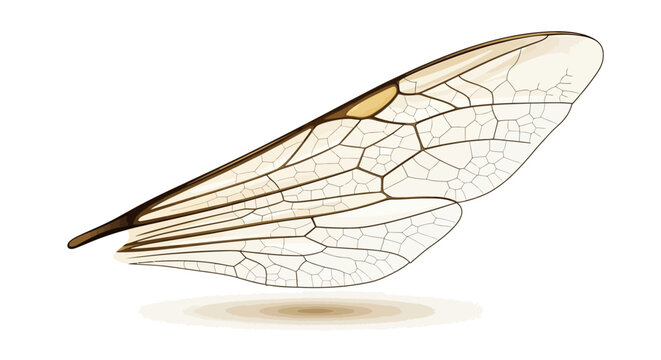 Insect Wing Close Up.