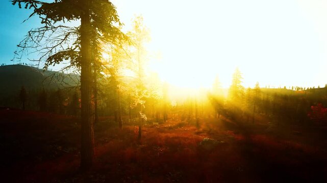 sunrise forest path with long shadows. golden rays pierce autumn canopy, backlit meadow glows, solitary hiker silhouette moves toward horizon, photographer