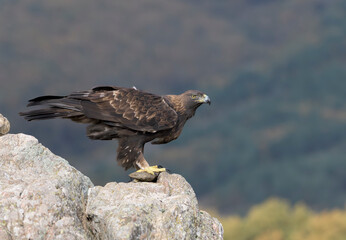 Fototapeta premium Macho de águila real observando