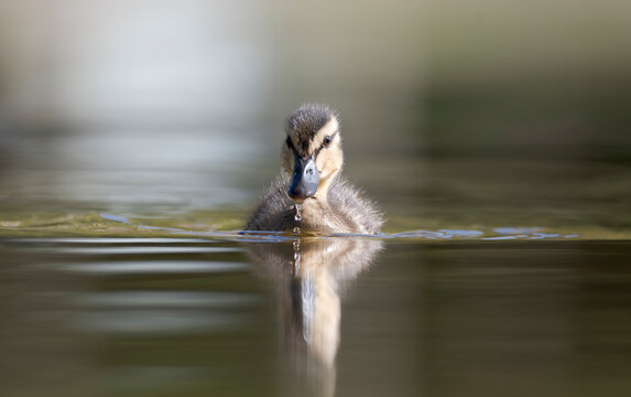 Pato dejando caer el agua por su pico.