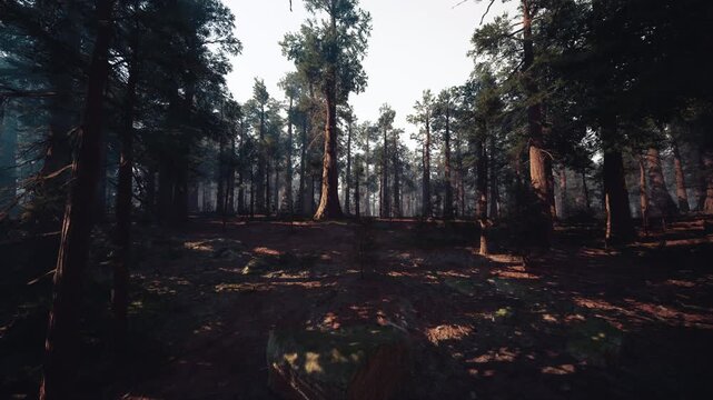 Sunlit pine forest floor with shafts of warm morning light, tall trunks, soft mossy ground, dappled shadows and lingering mist between trees wildlife hints,
