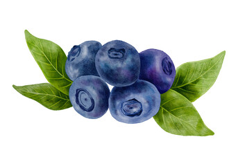 Blueberry watercolor illustration, hand painted ripe berries with green leaves isolated on light background. Realistic botanical art for packaging, organic branding, labels, menu and healthy design.