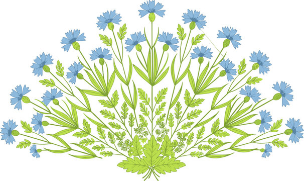 Symmetrical semi-circular fan arrangement of blue cornflowers and green leaves in flat vector style,