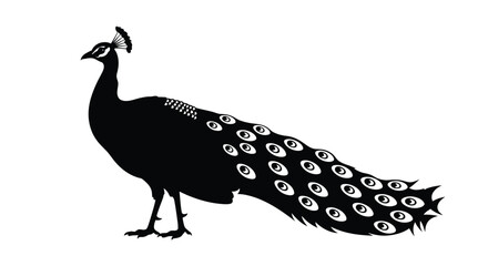 Elegant peacock stands proudly displaying its tail feathers a striking silhouette © IMkM00i76