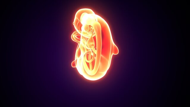 Embarazo womb anatomy. 3d illustrations