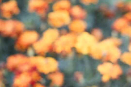 Abstract blurred orange tagetes background. Blooming marigolds flowers. Autumn floral soft focus garden, aura of fall pastel colors, vector eps 10
