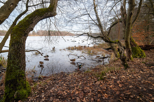 Liepnitzsee lake with ducks on frozen shore in winter, Germany