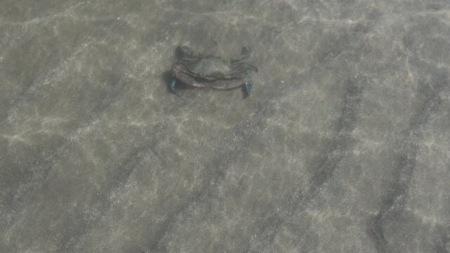 Blue crab swimming in shallow clear sea water over sand, creating ripples on the surface, showcasing marine life and the natural environment of the Caribbean. Callinectes sapidus species