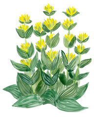 Loose Abstract Watercolor of Gentian