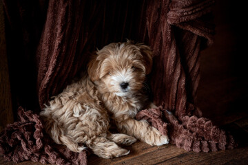 Cute red maltipoo puppy on a fleece blanket © Svitlana