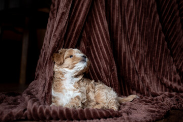Cute red maltipoo puppy on a fleece blanket © Svitlana