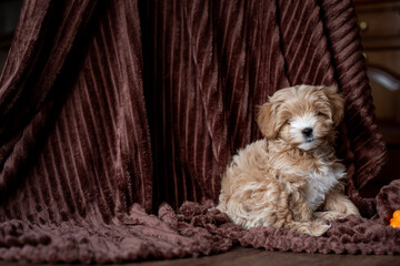 Cute red maltipoo puppy on a fleece blanket © Svitlana