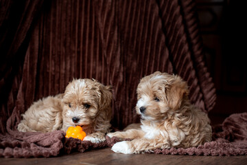 Two cute red Maltipoo puppies on a fleece blanket © Svitlana