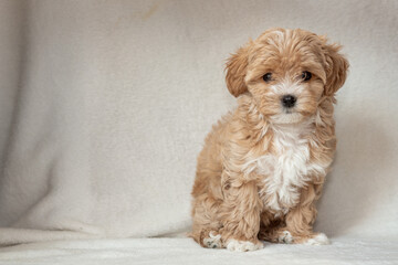 A cute red Maltipoo puppy sits on a white blanket  © Svitlana