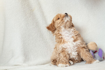 A cute red Maltipoo puppy sits on a white blanket with a plush donkey © Svitlana