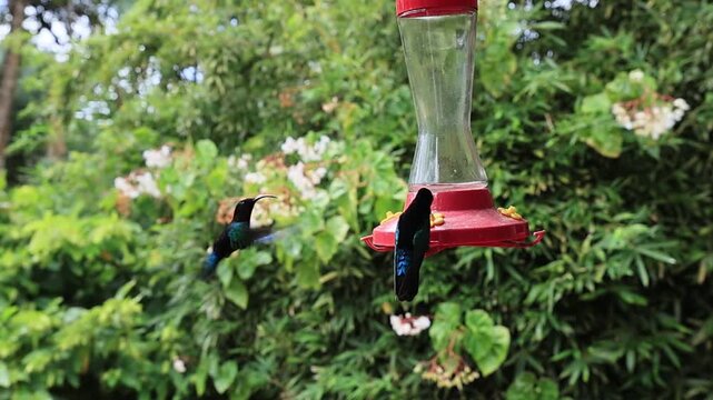 The vivid plumage of the purple-throated carib hummingbirds (Eulampis jugularis) visible, against a lush green bamboo background, as they hover in slow motion and drink sugar water in Martinique.