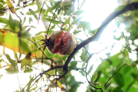 Cracked unripe pomegranate hanging on tree in sunlight summer garden. Pomegranate fruit opening on branch, soft focus