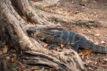 Obraz premium Asian Common Water Monitor Lizard - Varanus salvator preying eating Invasive Alien Species Pleco Fish Under a tree at Lumphini Park Bangkok.