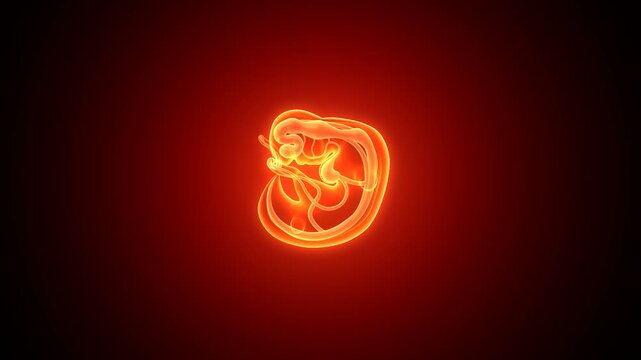 Embarazo pregnancy womb anatomy. 3d render
