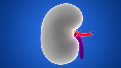 Human Urinary System Kidney Anatomy