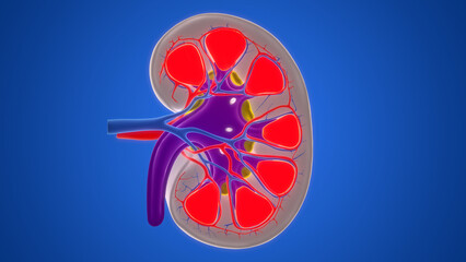 Human Urinary System Kidney Anatomy