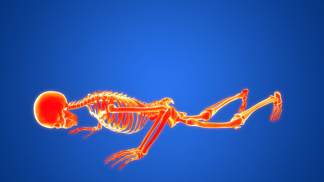 Human Skeleton System Exercising Knee Pushups Anatomy