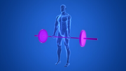 Human Lifting Heavy Barbell with Weights in Biceps Curls Exercise Anatomy
