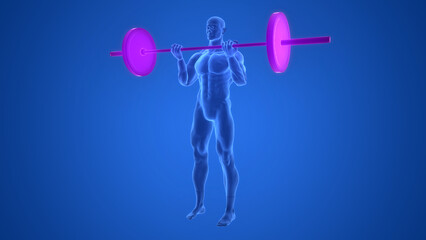 Human Lifting Heavy Barbell with Weights in Biceps Curls Exercise Anatomy