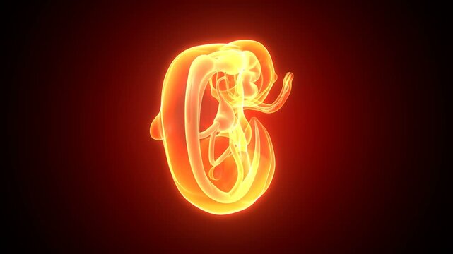 Embarazo pregnancy womb anatomy. 3d render