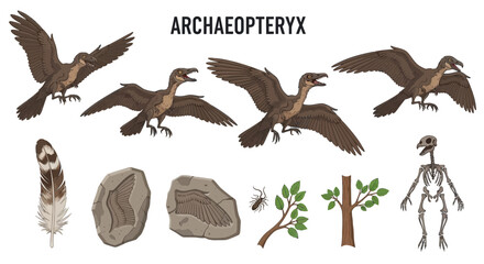 Illustration set detailing the Archaeopteryx featuring life reconstructions feather fossils skeleton and habitat elements © Faisal