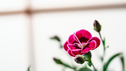 赤いナデシコの花