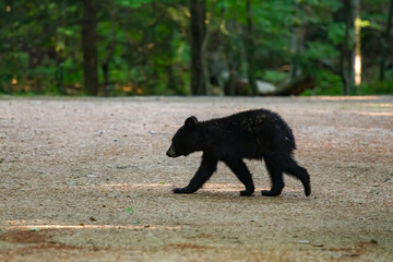 A black bear cub walking through a campground in New Hampshire © Kari Post