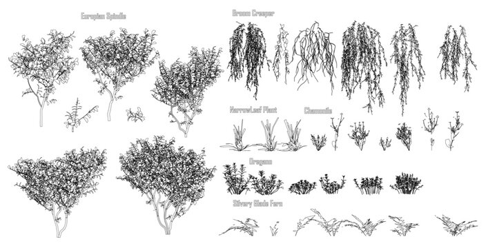 Detailed botanical sketches of various trees and plants with labeled names. This educational set features diverse leaf shapes and branch structures on a clean white background.