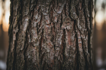 Obraz premium Close-up of old tree bark texture in a forest