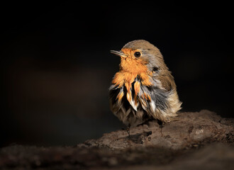 Petirrojo secándose al sol después de un baño.