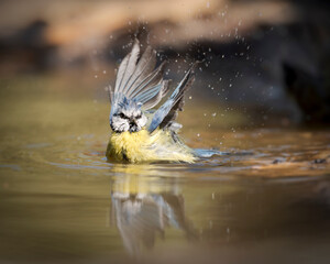 Carbonero común disfrutando de un baño de verano © paola