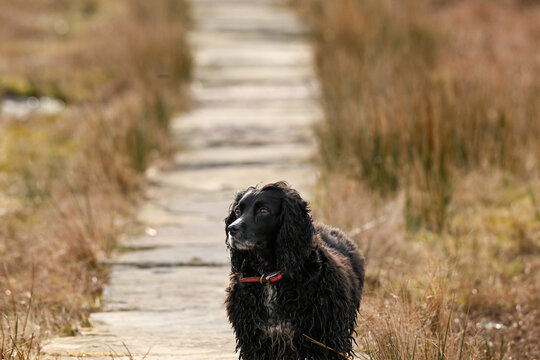 Black Sprocker spaniel exploring in the open moorland of the countryside