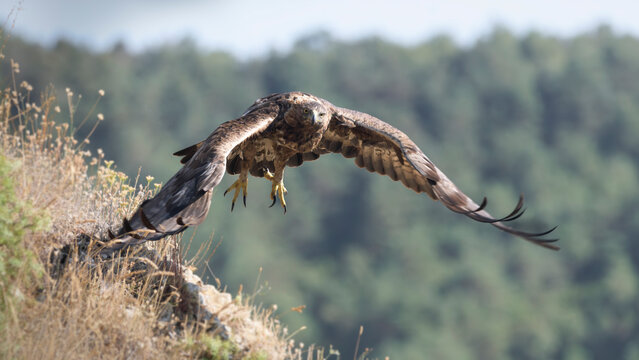 El precioso vuelo del &aacute;guila real