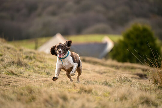 Brown and white English Springer Spaniel playing in the long brown grass of the moorland